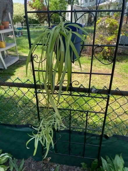 Photo of free Plants and stuff (Glenolden 19036) #1