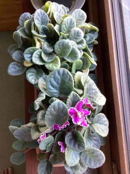 Photo of free House plants (New Normanton DE23) #1