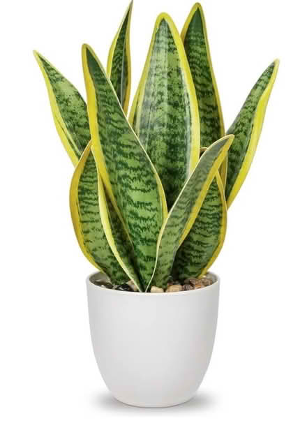 Photo of Snake plant (Edgware) #1
