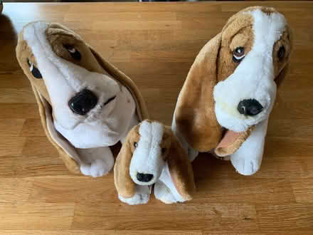 Photo of free Hush Puppies seek caring owner (Poynton SK12) #2