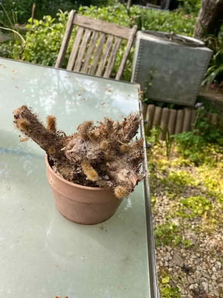 Photo of free Old cactus with lots of new offshoots (Oxford-Freegle CGA OX4) #1