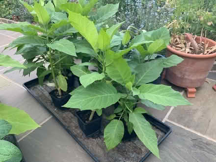 Photo of free Young brugmansia (angel's trumpets) plants (Jacobs Well GU4) #1