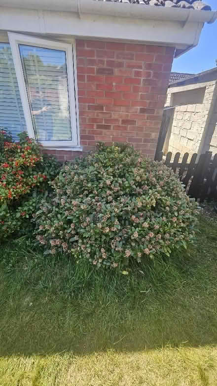 Photo of free Assortment of plants/bushes from garden (Spixworth NR10) #3