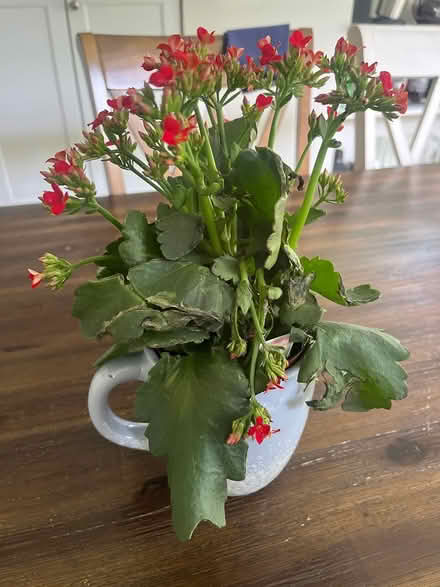 Photo of free Mangled plant in a mug (Near Suburban Hospital) #1
