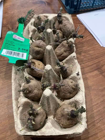 Photo of free Chitted apache potatoes see earlier post for details (Welwyn AL6) #1