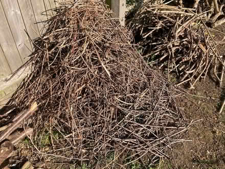 Photo of free Wood/tree cuttings for fire etc (Coventry CV4) #3