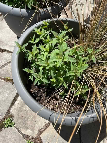 Photo of free bergamot plants (Bloor Lansdowne) #1