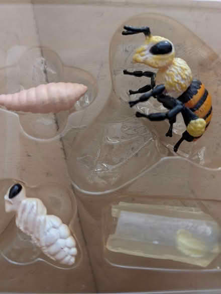 Photo of free Bee lifecycle figures (Southborough) #1