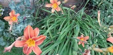 Photo of free Clump of day liliies (Orton Waterville) #2