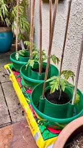 Photo of free 4 tomato growing pots (Tooting Bec/Balham) #2