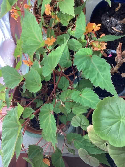 Photo of free House plants. (New Normanton DE23) #1