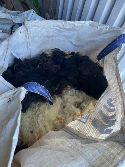 Photo of free Sheep‘s wool (Sidcot BS25) #1