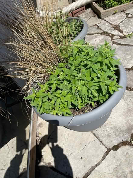 Photo of free bergamot plants (Bloor Lansdowne) #2