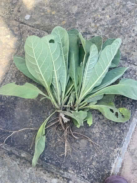 Photo of free Verbascum plants (Wanstead E11) #1