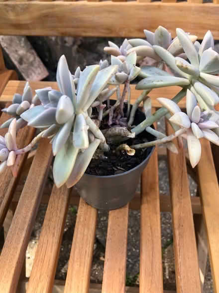 Photo of free Cacti (Westbury Wilts BA13) #1