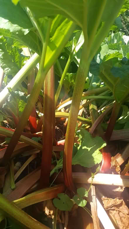 Photo of free rhubarb to eat (New Greens AL3) #1