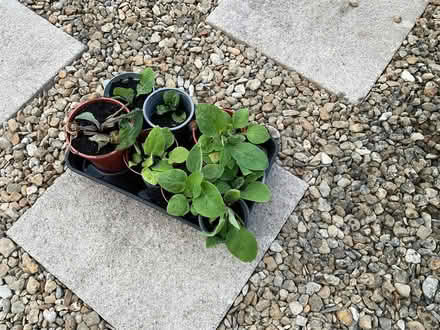 Photo of free plants (Kingsway) #1