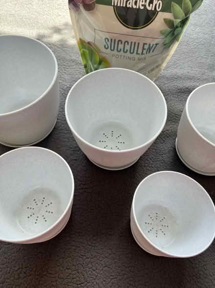 Photo of free plastic potters and succulent mix (South Loop) #2