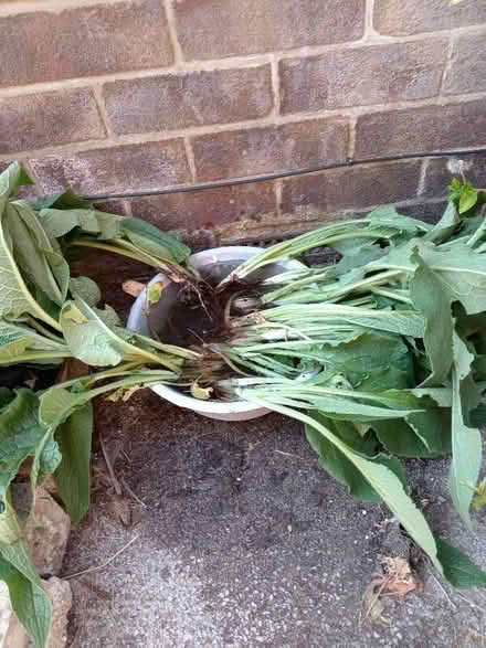 Photo of free Comfrey Plants (Dore S17) #2