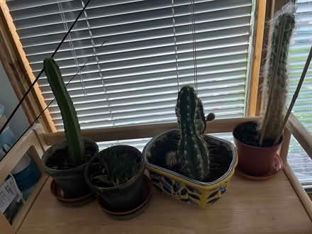 Photo of free Cactus plants (Long eaton NG10) #1