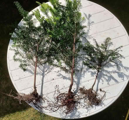 Photo of free Yew Trees (Hitchin SG5) #1