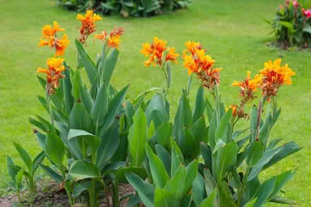 Photo of free Tropical Canna Lily bulbs (North Beach) #1