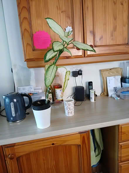 Photo of free House plant (LU1. Caddington) #1