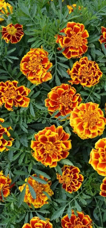 Photo of Does anyone has Marigold plants (Chelmsford CM1) #1