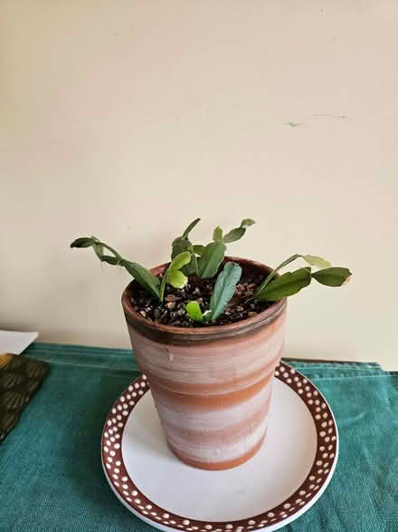 Photo of free Houseplants (Wallingford) #2