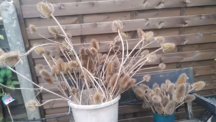 Photo of free Dried teasel heads (Hazel Grove SK7) #1