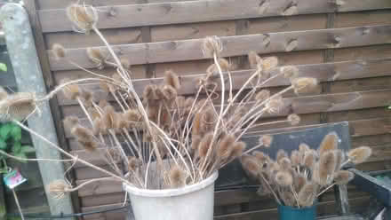 Photo of free Dried teasel heads (Hazel Grove SK7) #1