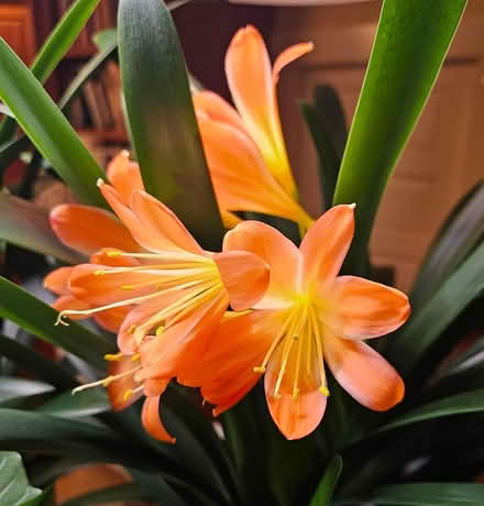 Photo of free Houseplant (Wallingford) #2