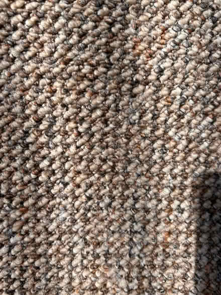 Photo of free Room size carpet roll, only been down a few months, no marks (Dresden ST3) #3