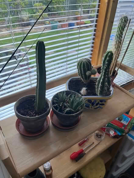 Photo of free Cactus plants (Long eaton NG10) #2