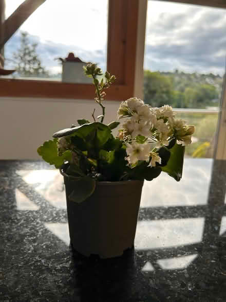 Photo of free White Kalanchoe plant (South Woodchester GL5) #2