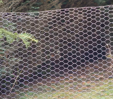 Photo of Chicken wire (Hazlemere HP15) #1