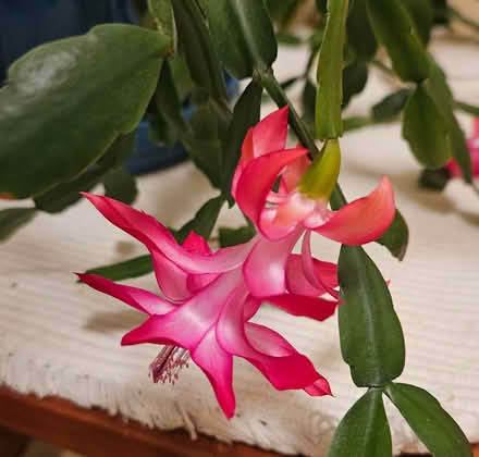 Photo of free Houseplants (Wallingford) #3