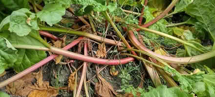 Photo of free lovely rhubarb (St Helens TN35) #1