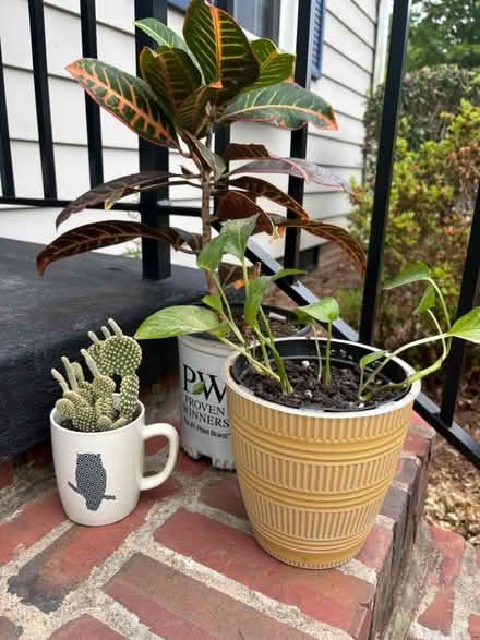 Photo of free plants (Larchmont, Norfolk) #1