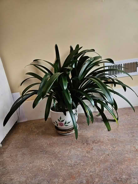 Photo of free Houseplant (Wallingford) #1