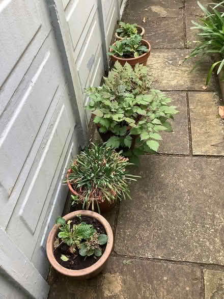 Photo of free Plants and pots (Victoria park cardiff) #1