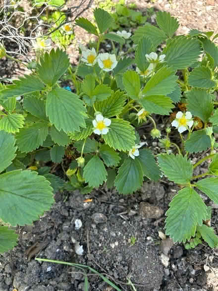 Photo of free Strawberry plantlets (Hollingdean BN1) #1