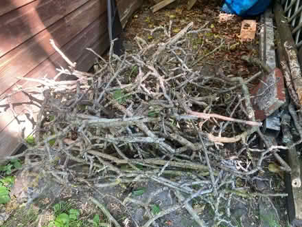 Photo of free Sticks / twigs fire kindling wood (AL1) #1