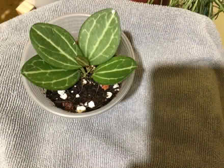 Photo of free Plants 5 (L35 Whiston) #3
