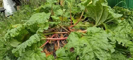 Photo of free lovely rhubarb (St Helens TN35) #2