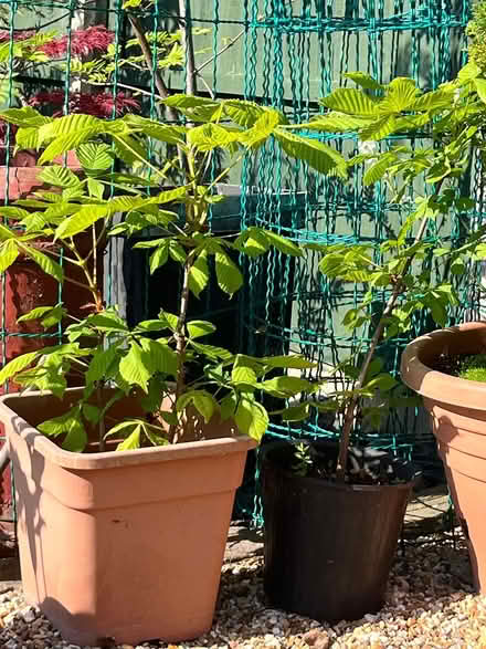 Photo of free Horse chestnut saplings (Long eaton NG10) #1