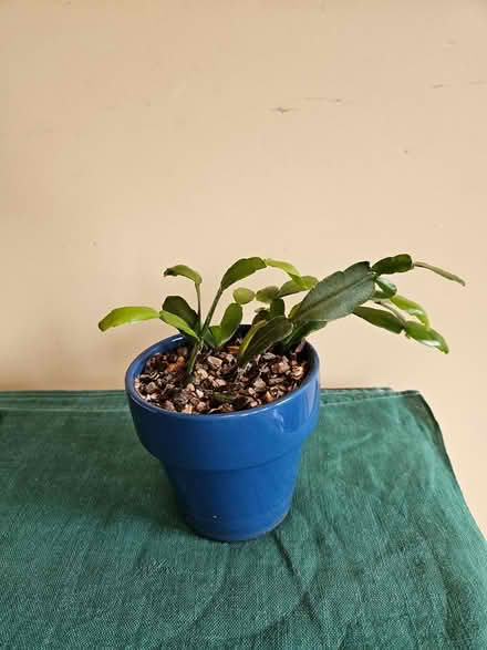 Photo of free Houseplants (Wallingford) #1
