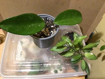 Photo of free Plants 5 (L35 Whiston) #2