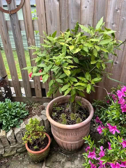 Photo of free Bay tree (Dursley) #1