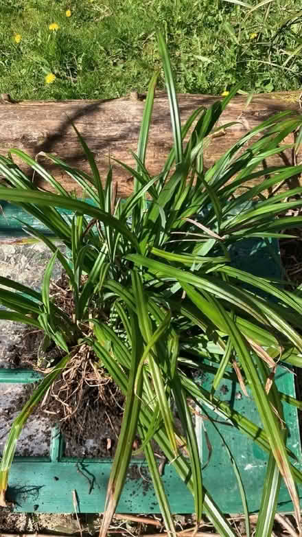 Photo of free Carex Grass Plants (Sedge) (Moretonhampstead) #2